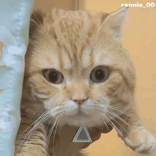 小狗给小狗撑伞表情包,小狗洗澡可爱超萌表情包