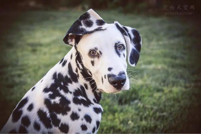 斑点狗的悲惨下场,最近很火的斑点狗