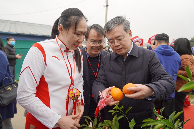 乡村振兴武鸣沃柑,第一书记带动了武鸣沃柑