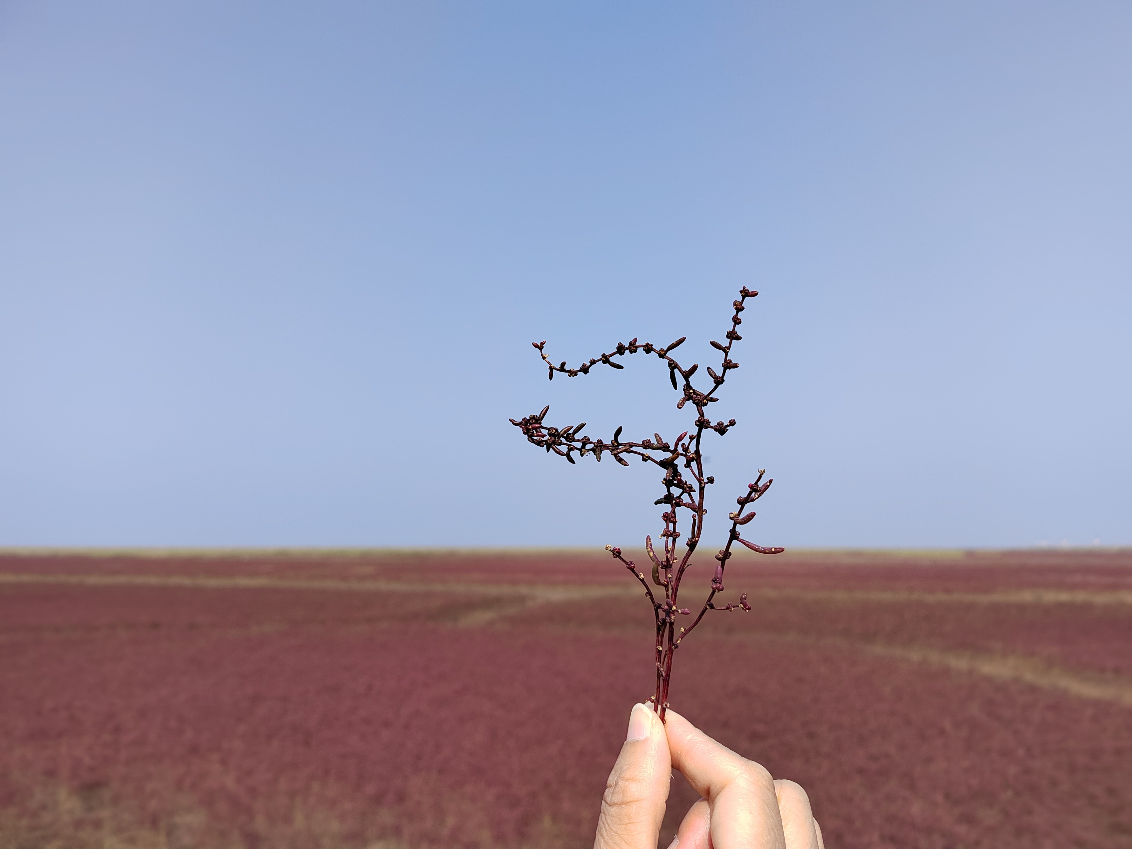 盘锦红海滩三角洲入口,沈阳自驾盘锦红海滩