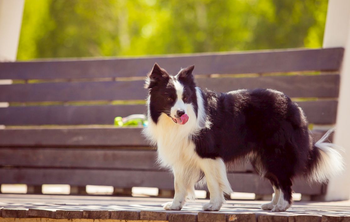 为啥边牧有小心思,边牧想吃东西的小心思