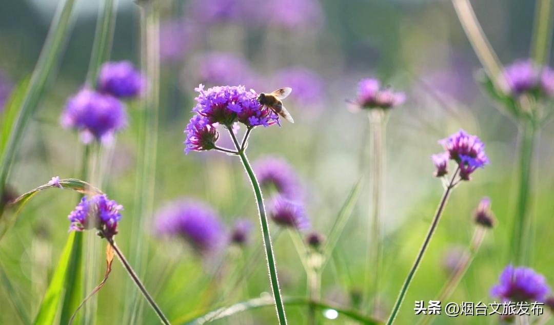 吃遍烟台玩遍美景,带你玩遍烟台