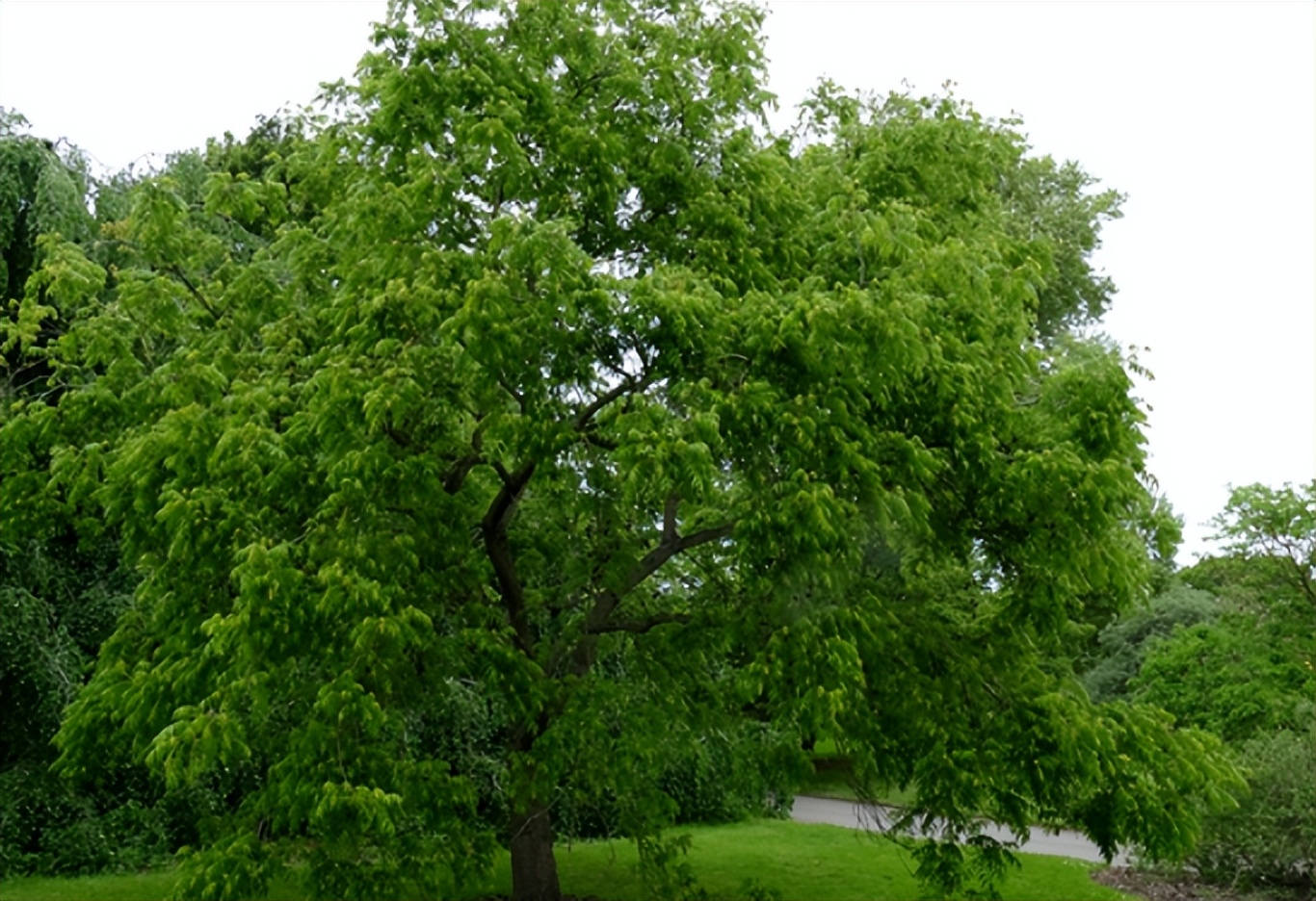 圆果化香有何化学成分？其活性分析有何成果？