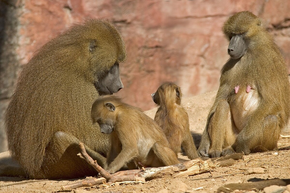 印度猴王和狗大战,印度新德里的猴狗大战