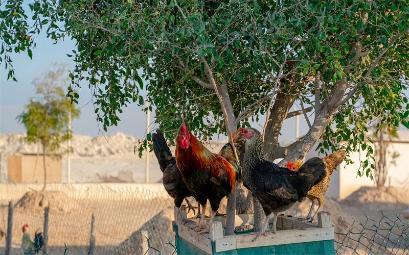 种养殖什么最好最快致富,农村种植和养殖最赚钱是什么项目