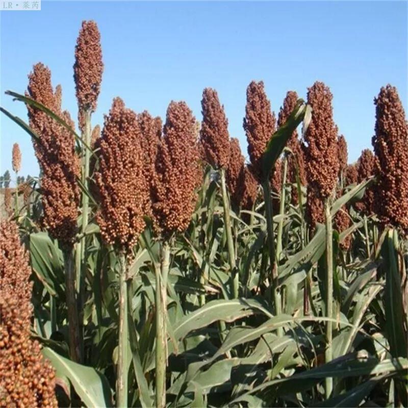 高粱品种图片大全,高粱乌米图片