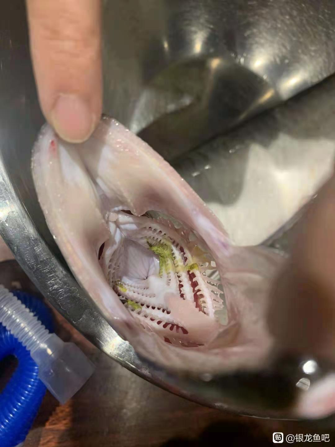 龙鱼病害防治图片,龙鱼常见疾病表现图片