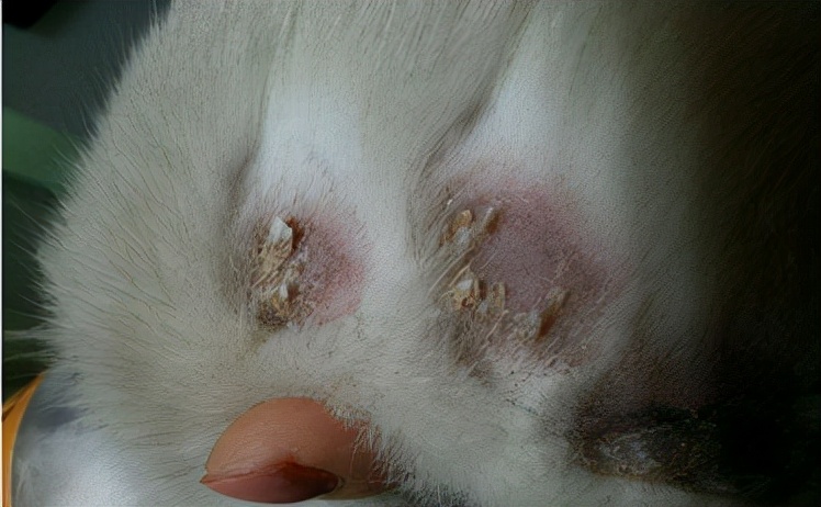 12年养猫经验教你如何治疗猫癣,关于猫癣的诊断与治疗