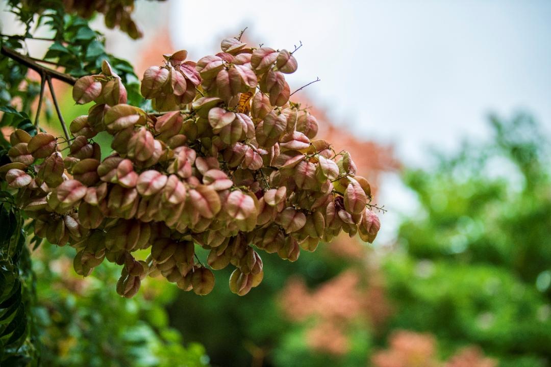 厦门花海景点最新,厦门最近的花海