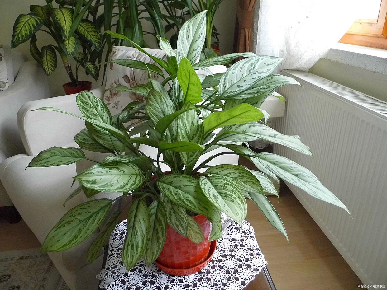 光照不足花生不容易开花怎么办,没有光线耐阴的植物