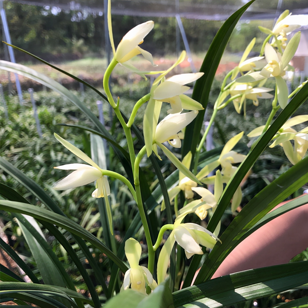 大凤素兰花可以存活几年,大凤素和青山玉泉哪个兰花好