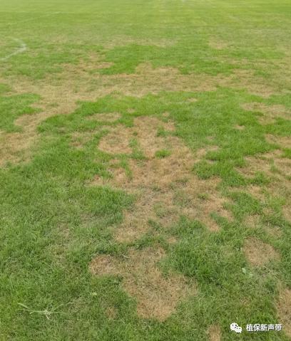 草坪要除草的方法,草坪锈病的病害预测及防治策略