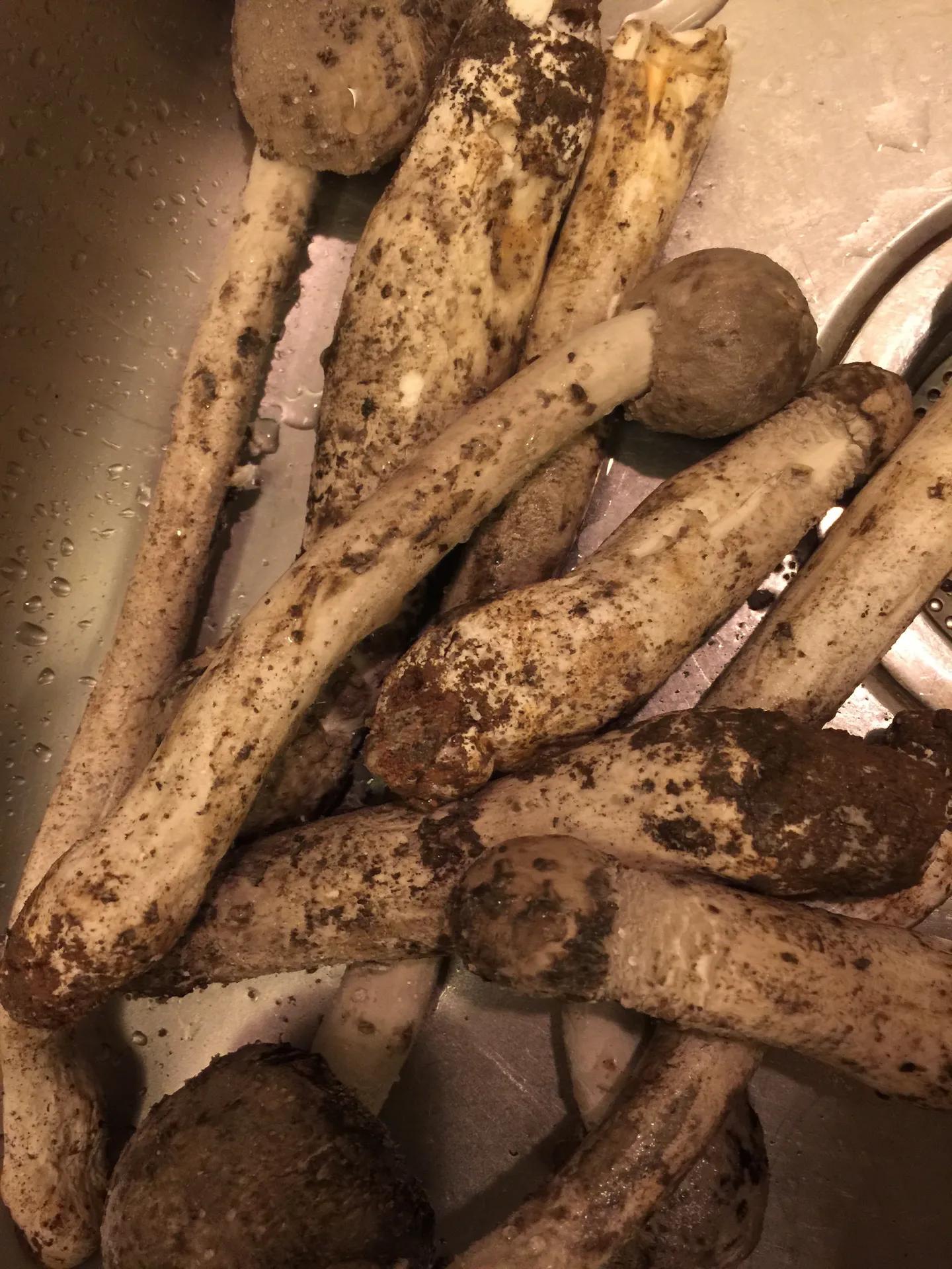 市场上常见的蘑菇品种图片,干蘑菇品种大全图片及名称