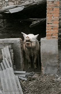 “易孕体质是种什么样的感受？”哇哈哈哈哈太真实了