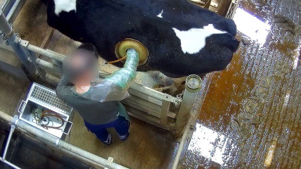 美国养殖牛为什么在牛身上开个洞,美国人养牛在牛肚子里开个大洞