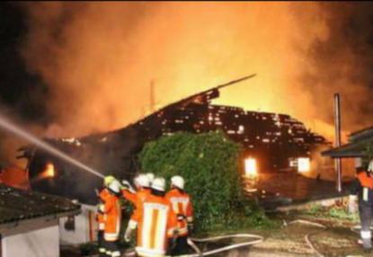 辽宁男子救助秃鹫,沈阳救助秃鹫