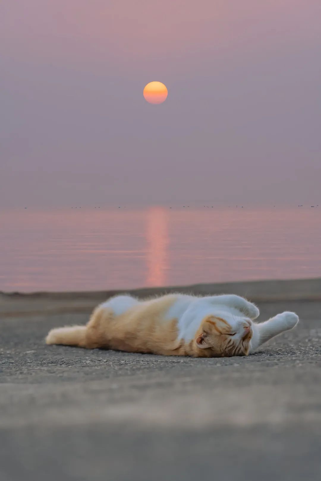 八仙过海各显神通鼠来宝,八仙过海狸猫