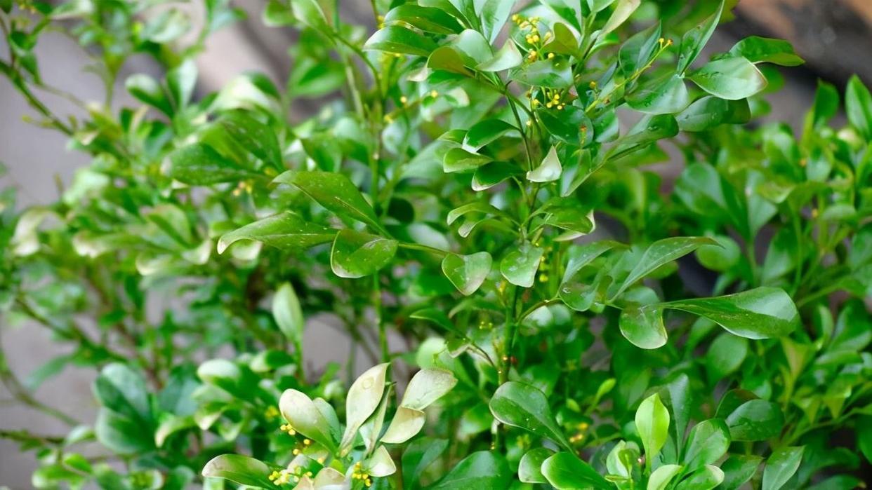 看看花市最受欢迎的6种花,这5种花再好看也别乱养