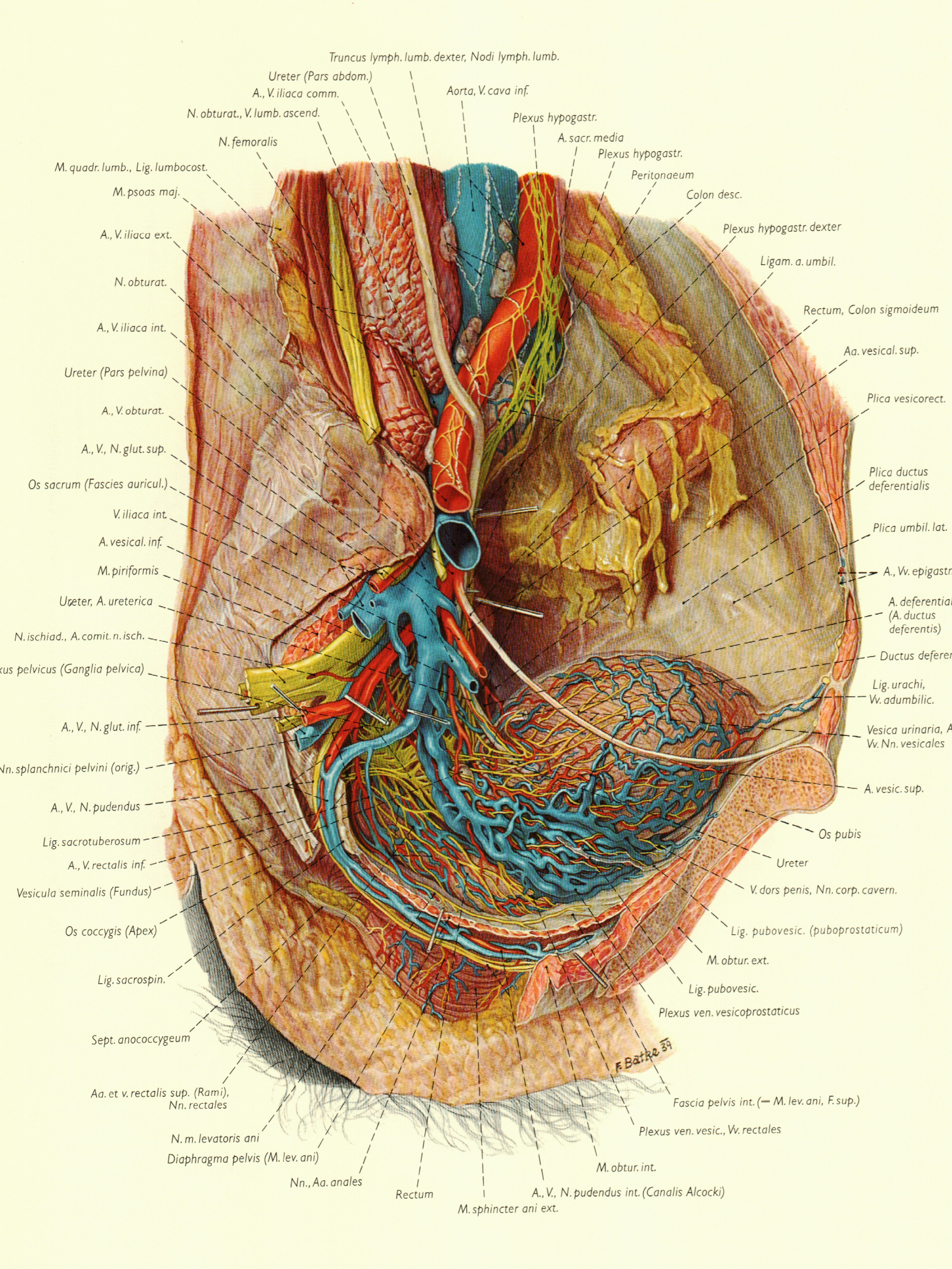 最全人体解剖图建议收藏,人体解剖图内脏器官位置图清晰