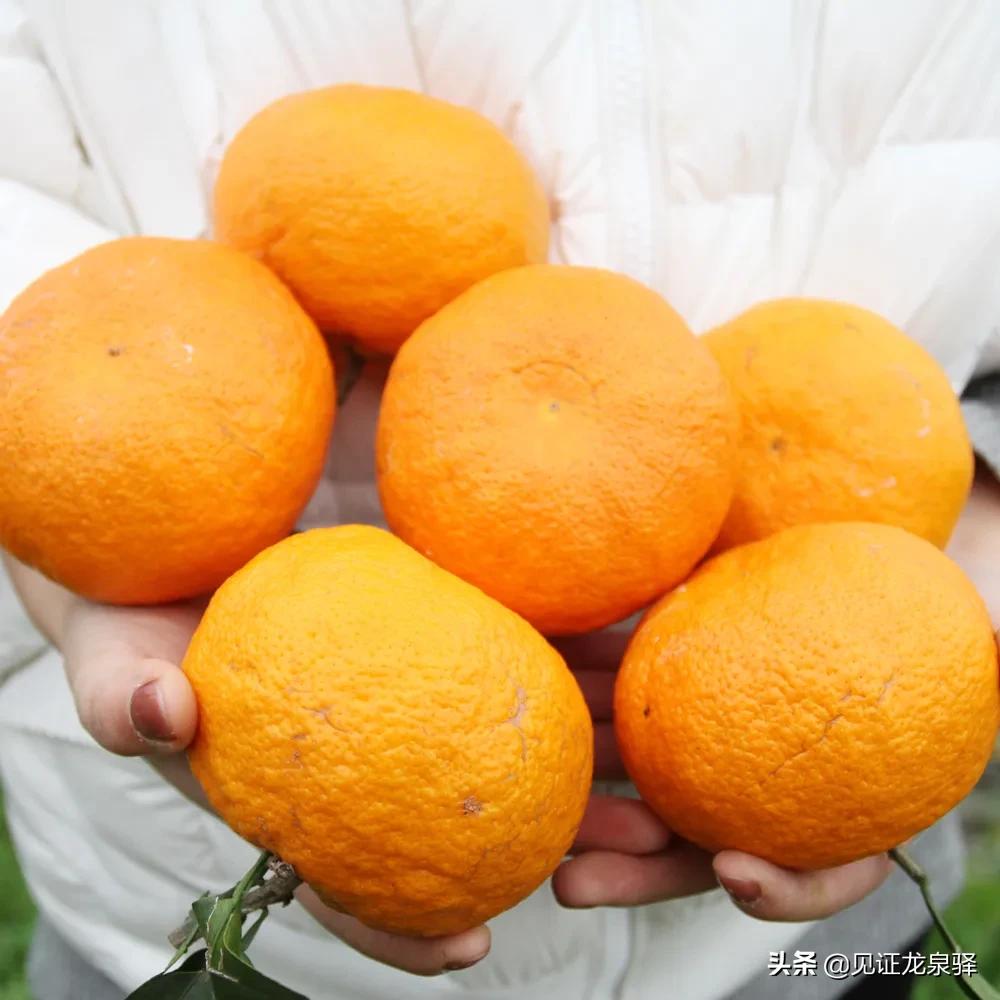 龙泉附近的农庄,龙泉生态农庄