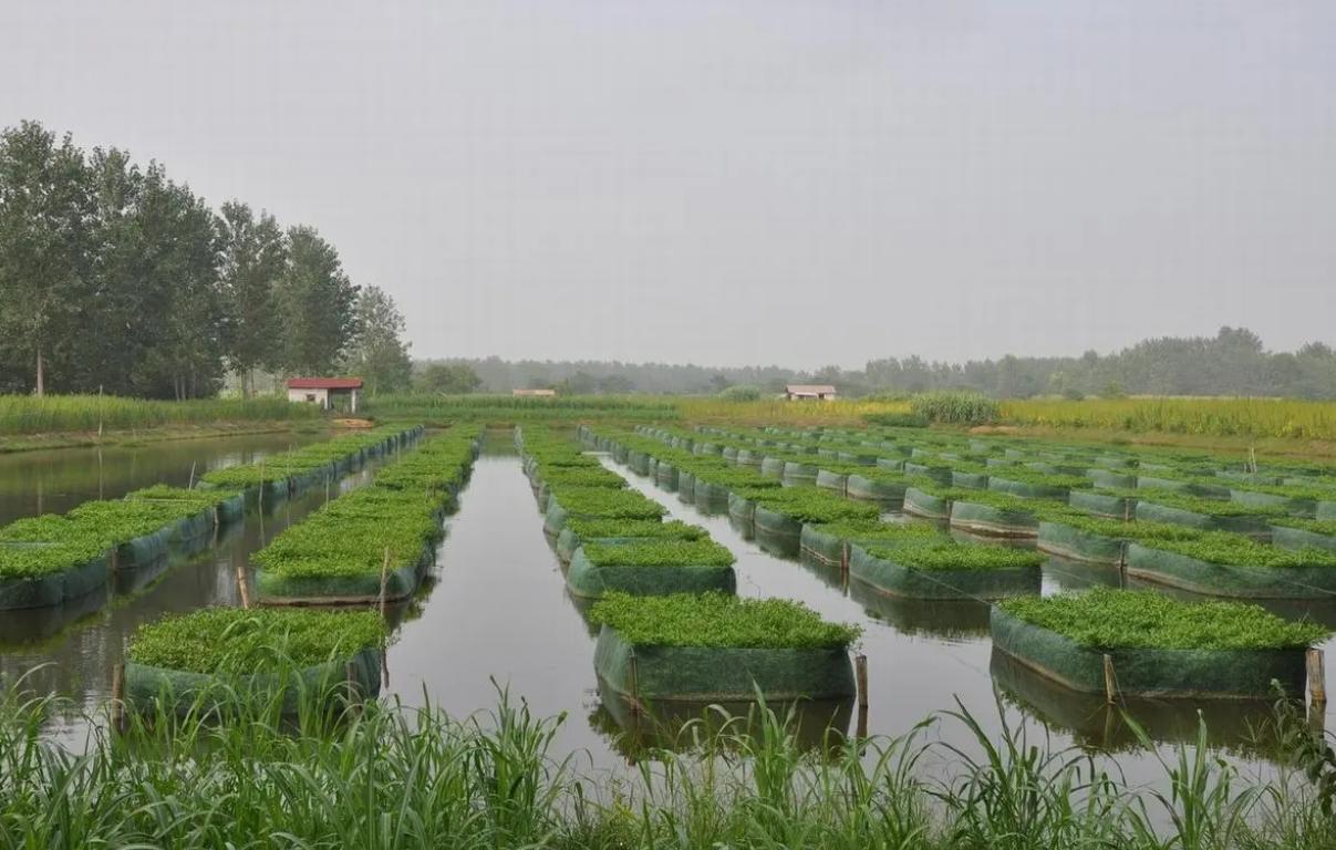 黄鳝的生活习性和繁殖期,黄鳝的生长习性