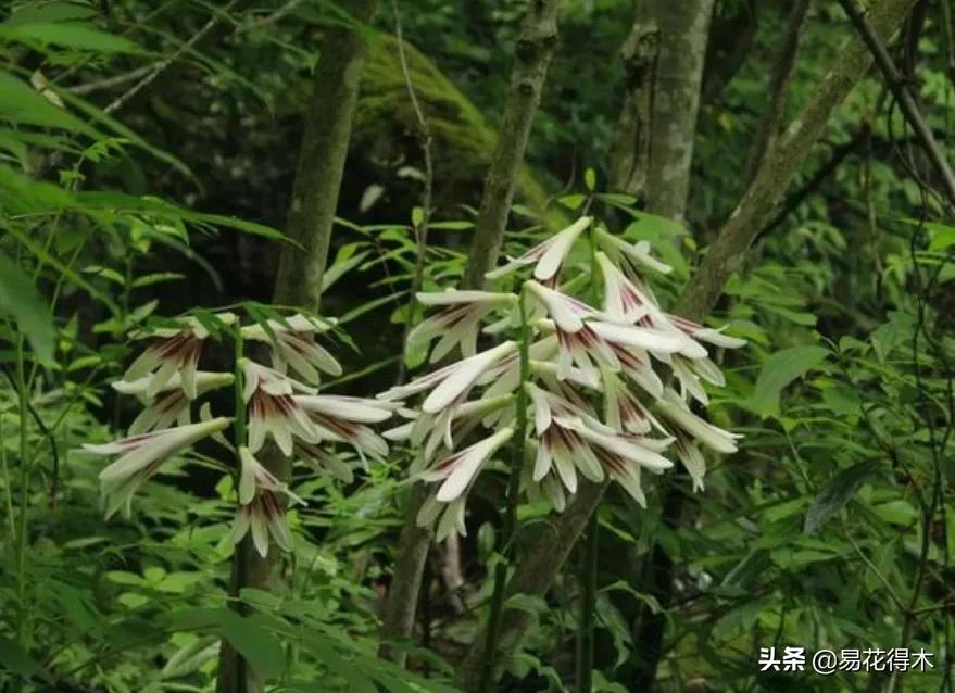 不可思议！高达两米壮观美丽的“百合王子”——大百合