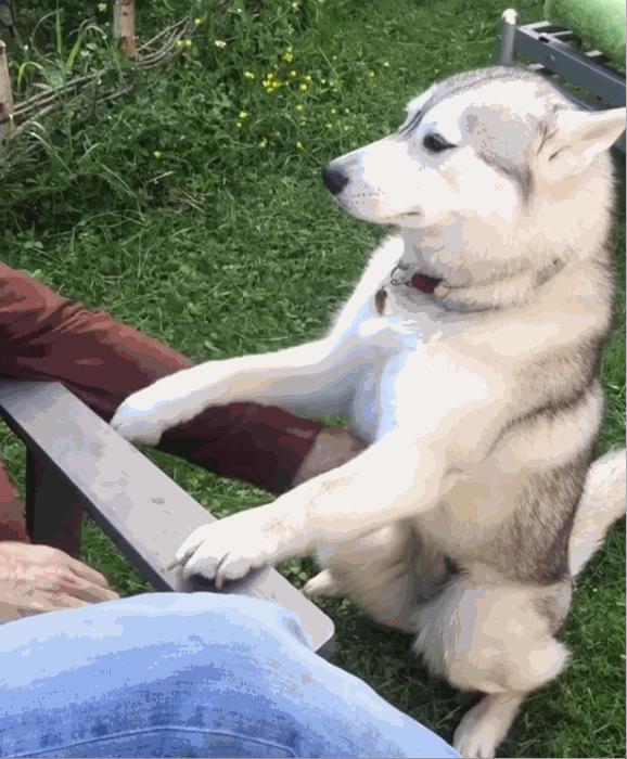 这6种狗狗别养，谁养谁崩溃，别不信