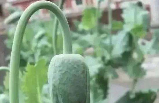 盆栽*粟罂**“当蔬菜吃”？涉嫌违法犯罪！有关知识来了解一下