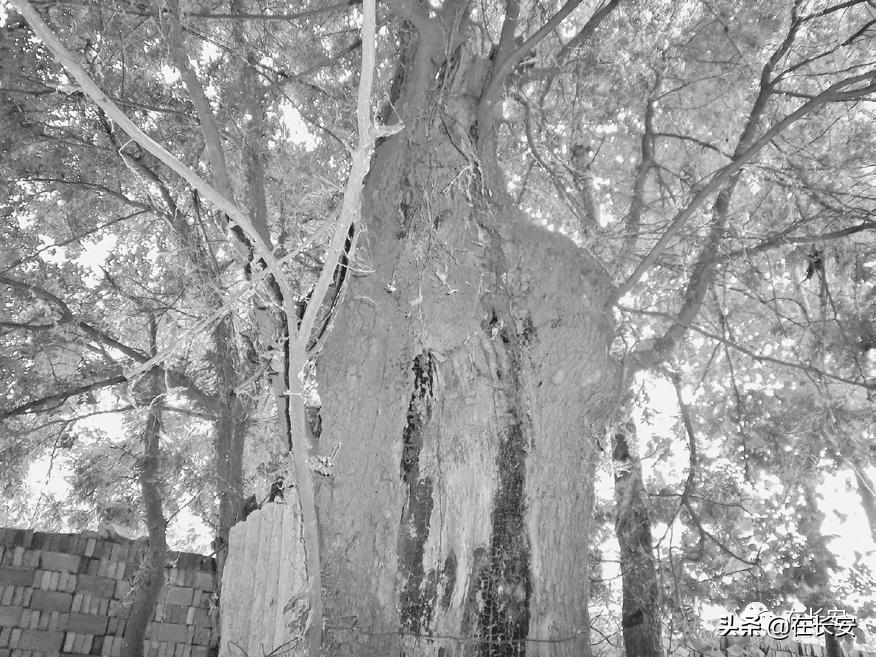 西安市长安区柳家寨,长安区王曲柳家寨