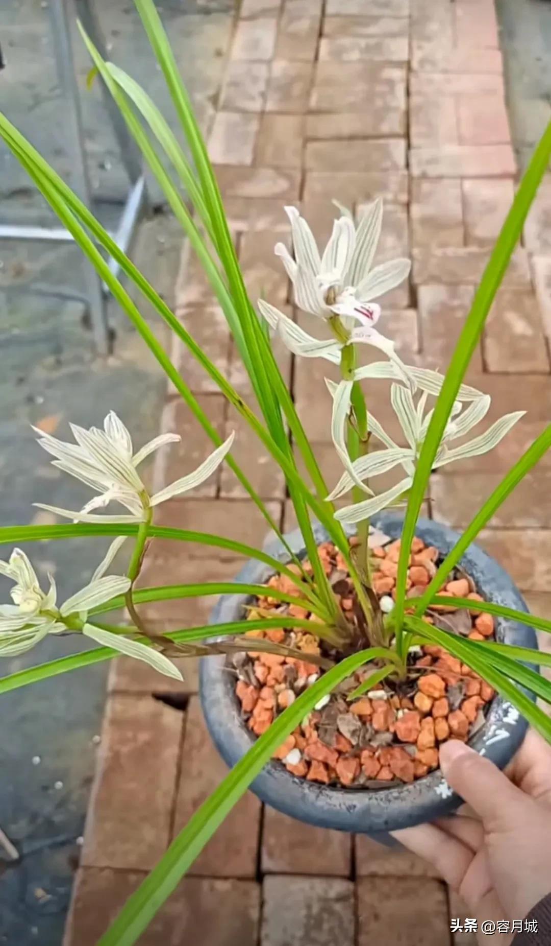 名贵兰花前十名,什么兰花被称为牢底坐穿兰