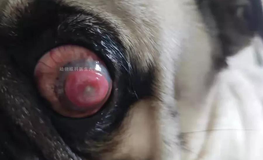 巴哥眼角膜溃疡用啥眼药水,巴哥角膜溃疡