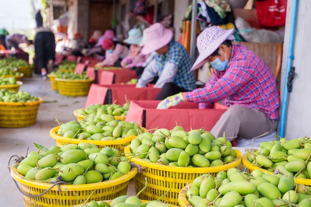海南水果可以随便弄吗,海南买的水果怎么带回来