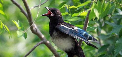 面包夹知识,面包夹心冷知识