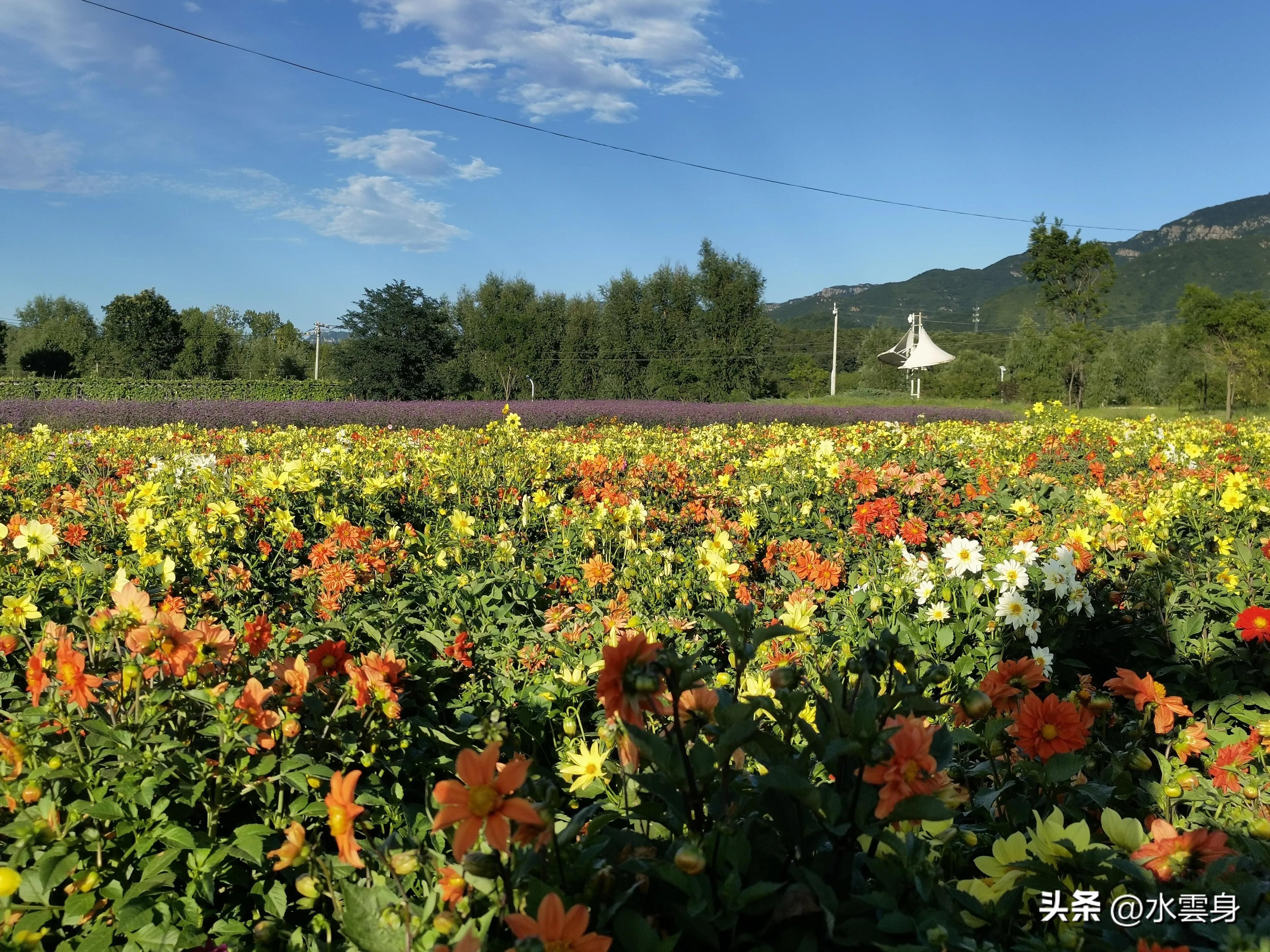 京郊赏花自驾游线路推荐,京郊免费景点一日自驾游路线攻略