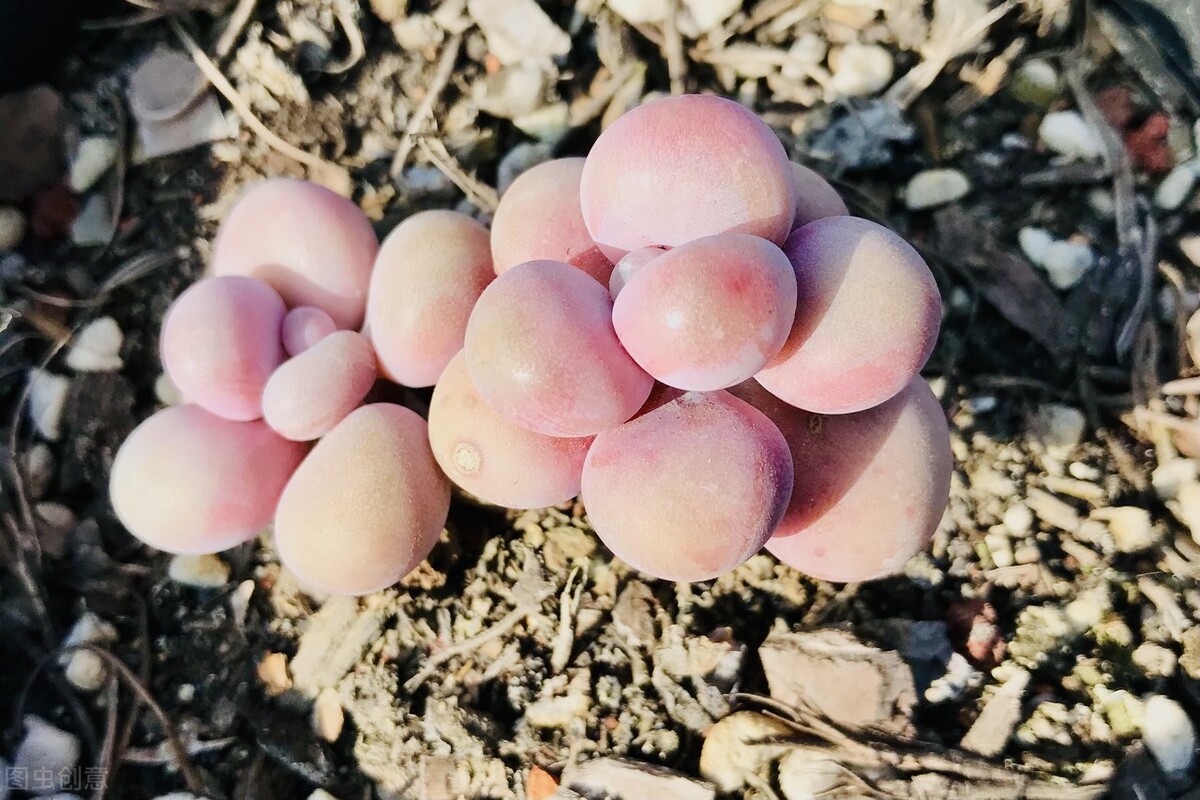 桃蛋叶片怎么出芽最快,桃蛋叶片有黑斑点怎么办