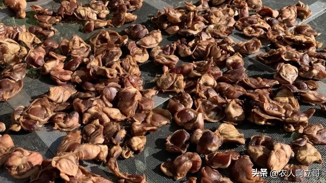 晒干后囤起来，随吃随取，营养解馋特省事！建议中老年人要多吃