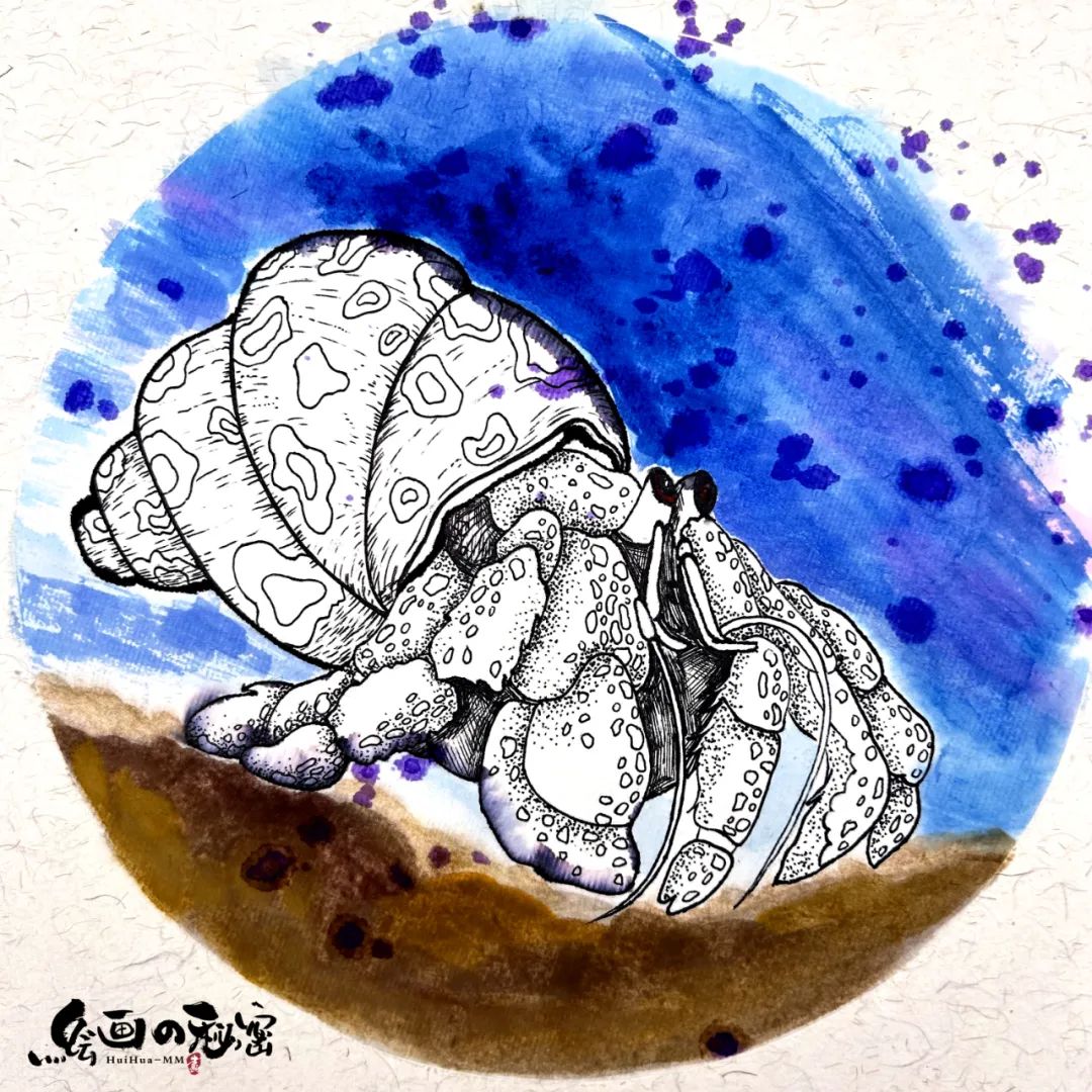 寄居蟹沙子要湿的还是干的,寄居蟹怎么养