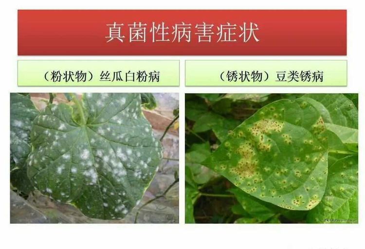 一招教你辨别真菌性病害,作物细菌真菌病毒轻松辨别