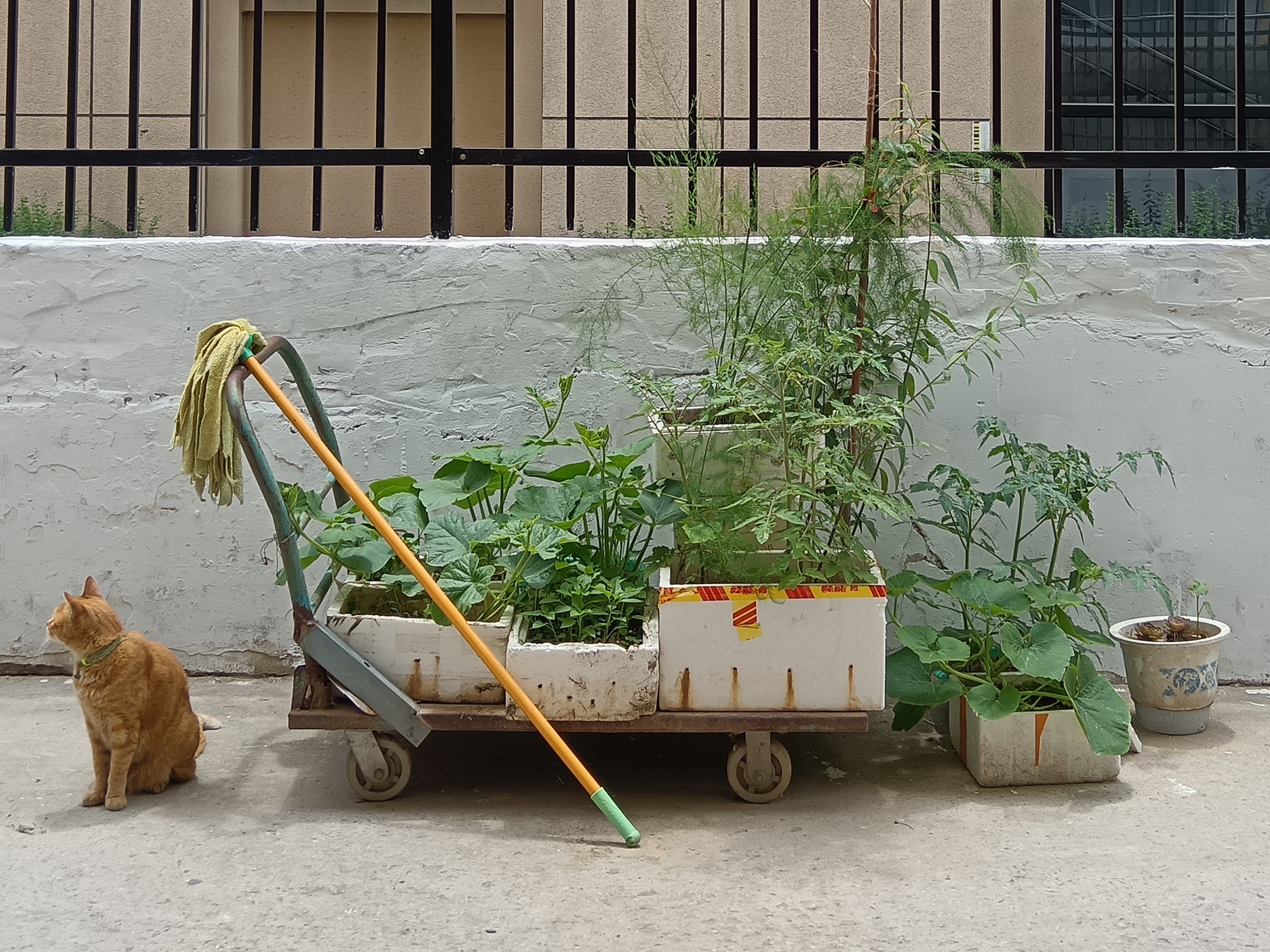 荣耀x50i拍照效果测评,荣耀x50与荣耀x50i哪个拍照好