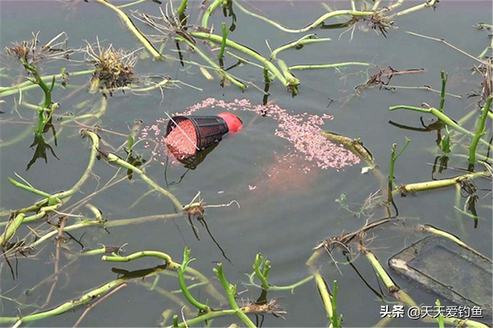 如何解决冷水鱼不开口,大冷天鱼为什么不开口