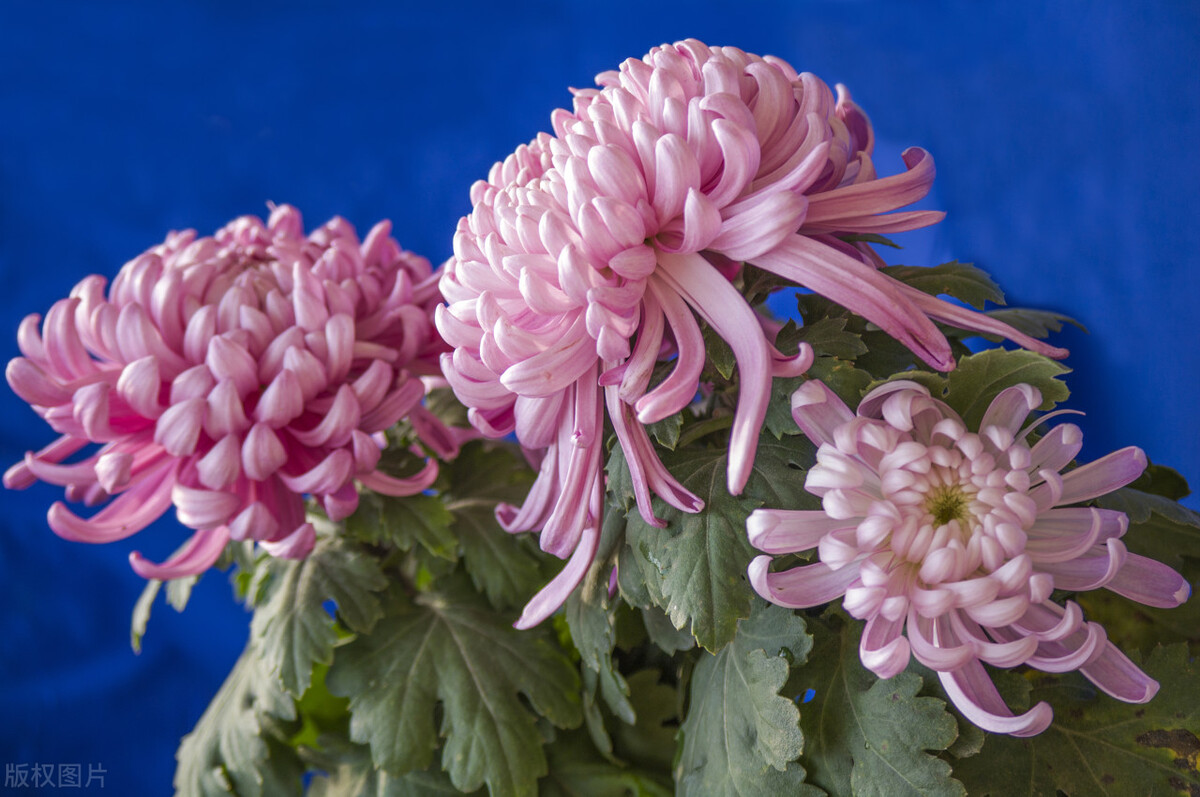 什么叫异性之间相互珍惜,异性之间的真爱