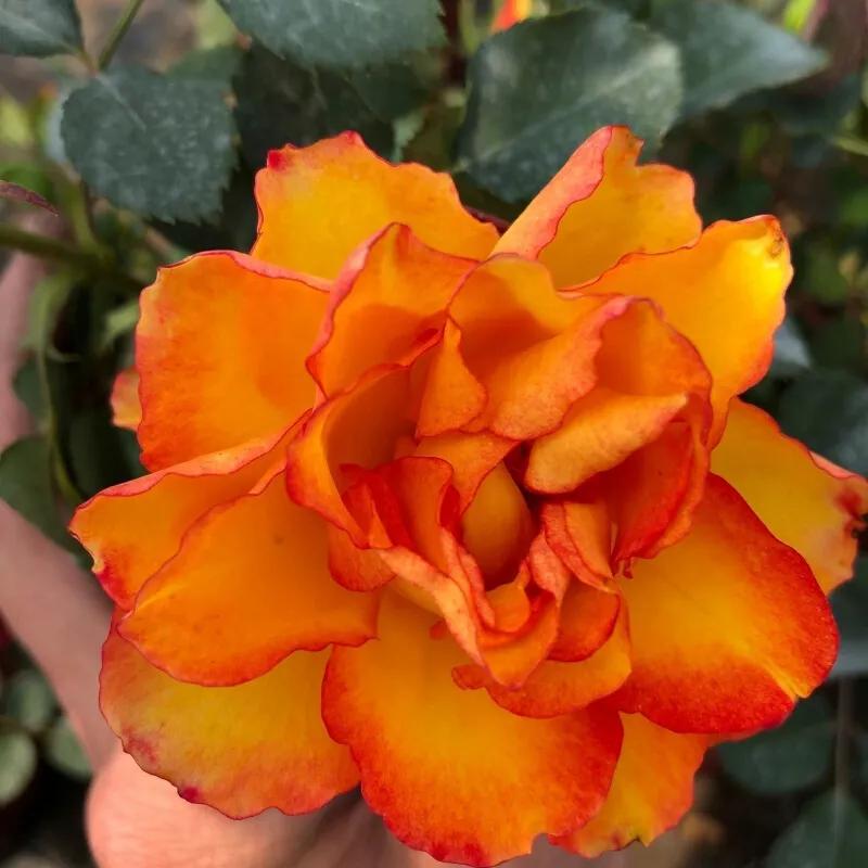 月季美图100张,妩媚动人的月季花图片