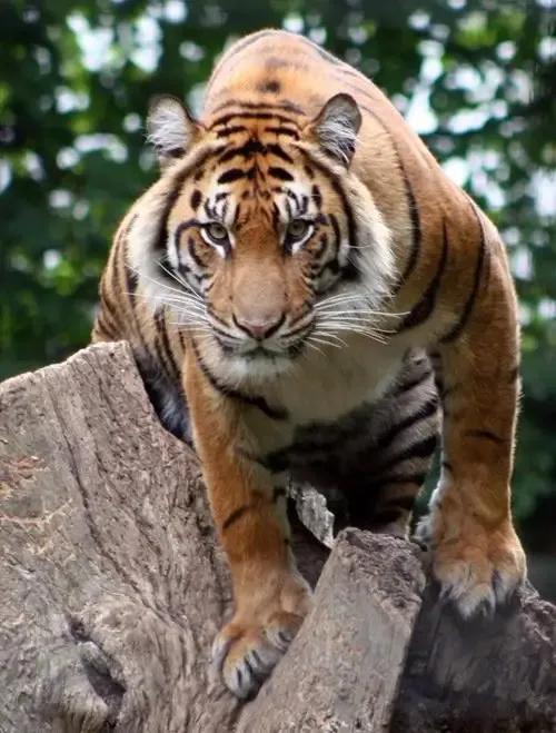 戏说老虎图文杂汇