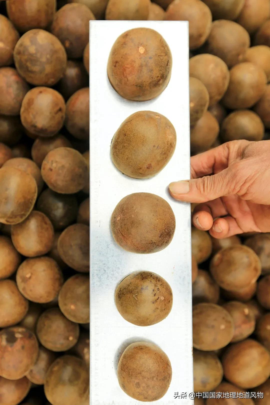 广西水果产量连续五年全国第一,广西和陕西谁才是水果第一大省