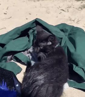 原来猫咪也有弱智的表现,猫咪很虚弱该怎么救活它