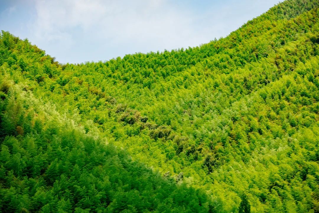 适合冬天去的民宿莫干山民宿,莫干山民宿天花板体验之旅
