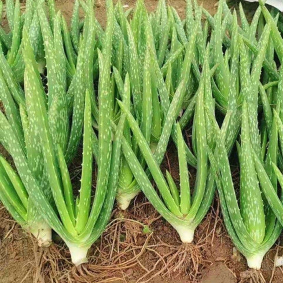 喜欢养花的人都会养什么花,喜欢养花的能不能养猫