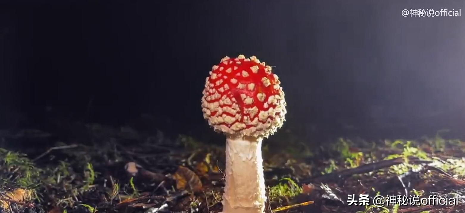 2021诡异童谣预言,红伞、躺板、埋山,一切是巧合还是早有预谋?