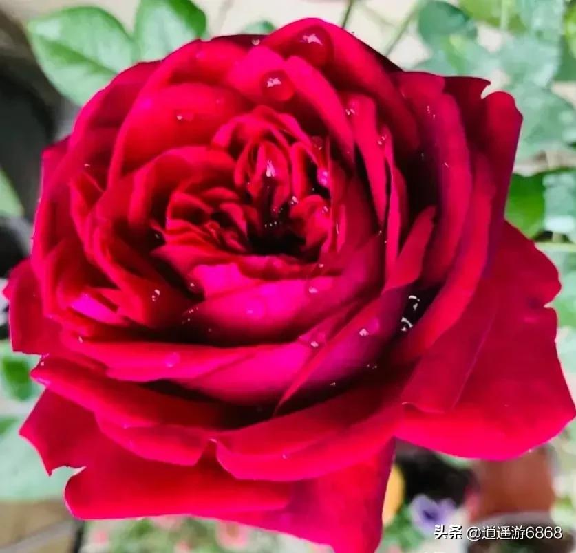 月季花美图,皇宫月季花花苞不密集