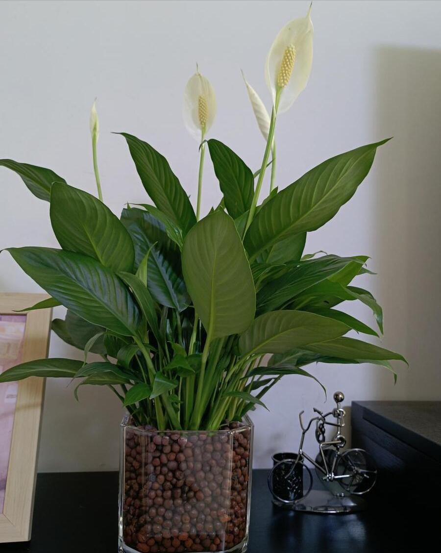 适合室内好养的花适合一年四季养,适合养在室内而且比较好养的花